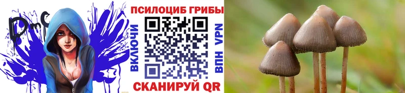 Галлюциногенные грибы Psilocybine cubensis где купить наркоту ссылка на мегу сайт Ангарск